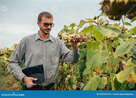 Agronomist Holds Tablet Touch Pad Computer In The Sunflower Field And