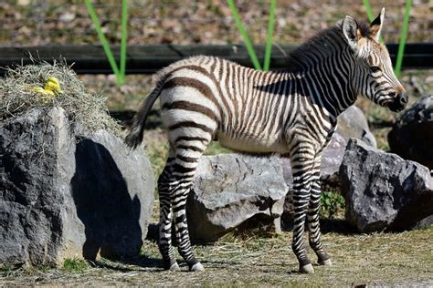 Zoo Knoxville First Glimpse Of New Baby Giraffe And Baby Zebra