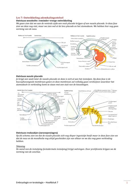 Hoofdstuk 7 Samenvatting Embryologie Les 7 Ontwikkeling