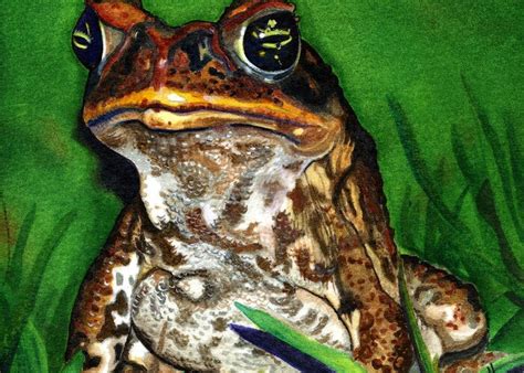 Fijian Cane Toad Sentinel Painting By Sandi Howell