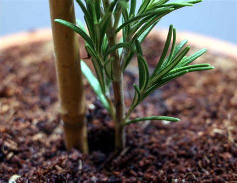 Riproduzione Per Talea Piante Da Coltivare Per Talea Greenme