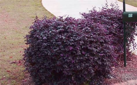 Fast Growing Flowering Shrubs Zone 5 / Pin on Shrubs : Fast growing ...