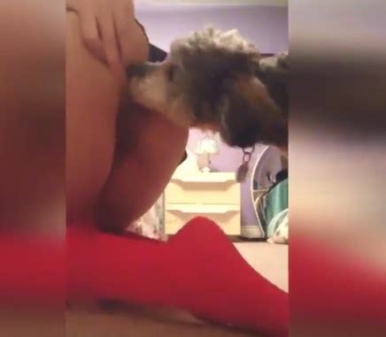 Cãozinho peludo chupando buceta e cuzinho da putinha Xvideos Zoofilia