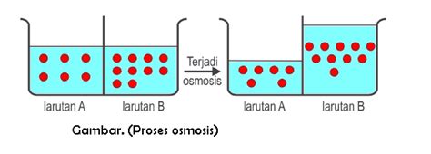 Difusi Difusi Terbantu Dan Osmosis Edubio