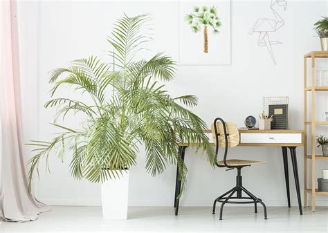 Plantes D Int Rieur Qui Absorbent L Humidit Dans La Maison