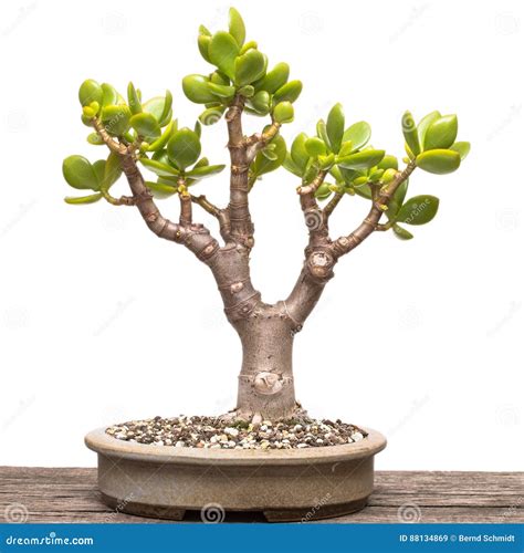 Jade Plant Crassula Ovata As Bonsai Tree Stock Image Image Of Brown