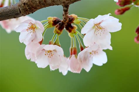 Flor De Cerejeira Flores Primavera Foto Gratuita No Pixabay Pixabay