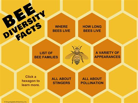 Incredible Facts About Bees | Infographic, Honeybees, Social Insects