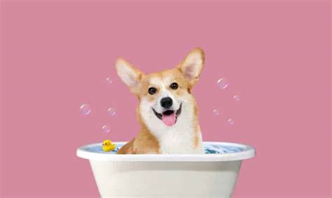 Corgi Grooming Ultimate Guide: How To Brush A Corgi? - Corgi Care