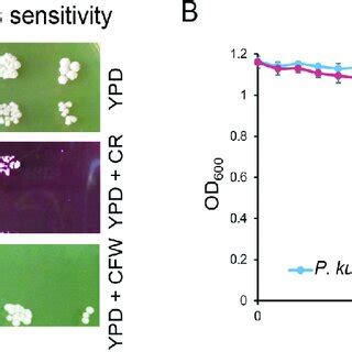 Comparative Proteomic Analysis Of P Kudriavzevii Cell Walls A Venn