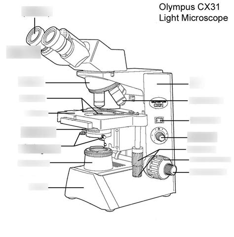 Microscopy Lab Diagram Quizlet