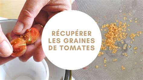 R Colter Les Graines De Tomate Tuto Jardinage Au Potager Youtube