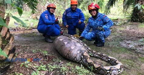 Ular Sawa Kekenyangan Telan Anak Lembu Buletin Tv Malaysia