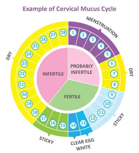 30 day cycle ovulation calculator - AmarensFaryal