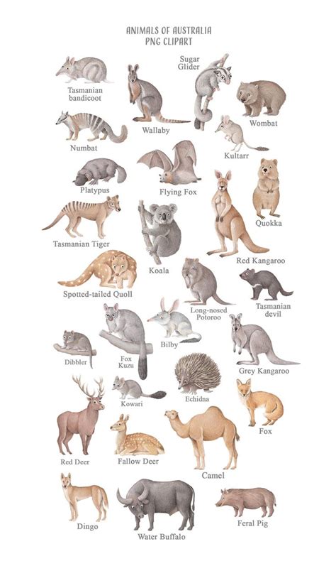 Australia Animals Clipart Png, Marsupial Mammals, Tasmania Wildlife ...