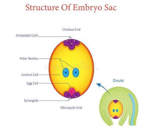 diagram  embryo sac structure showing key components  cellular