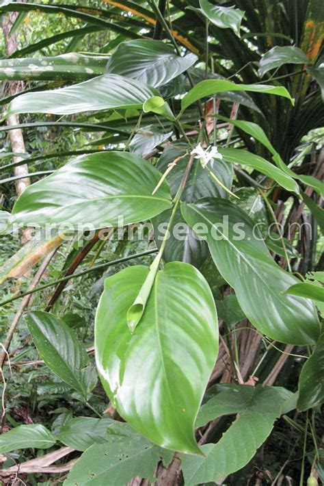 Donax Canniformis Buy Seeds At