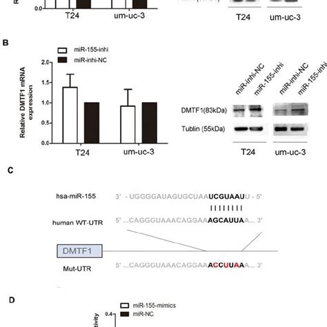 Dmtf Is A Direct Target Of Mir In Bladder Cancer Cells A B