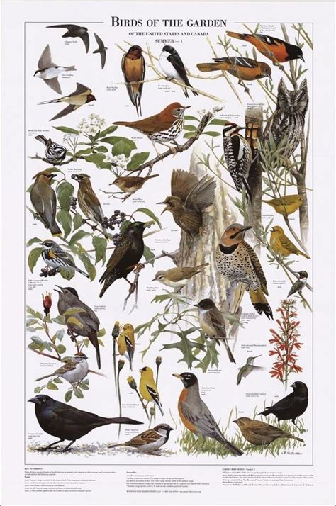 Backyard Bird Identification Chart