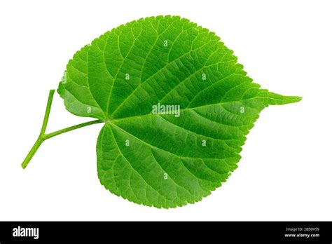 Green linden leaf isolated on white background. File contains clip ...