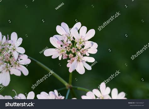 Coriandrum Sativum Coriander Wild Plant Photographed Stock Photo