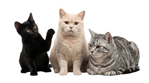 cat breeds sit attentively isolated cutout