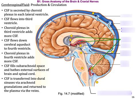 Cerebrospinal Fluid Diagram Quizlet