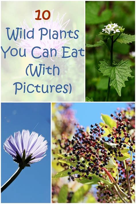 Wild Plants You Can Eat In The Wild You Cant Be Picky About What