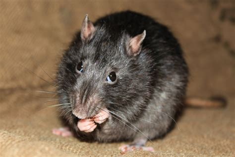 Are Rats In The Attic Dangerous?