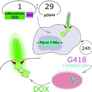 Schematic of the generation of stable cell lines using viral transduction | Download Scientific ...