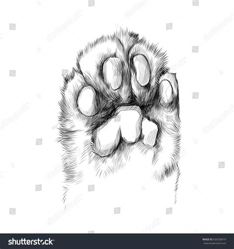 How Do You Draw A Cat Paw - Draw easy