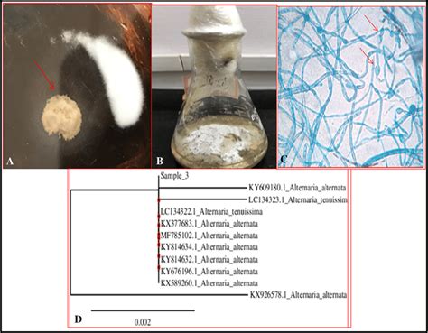 Pure Mass Culture And Identification Of Endophytic Fungus A Pure