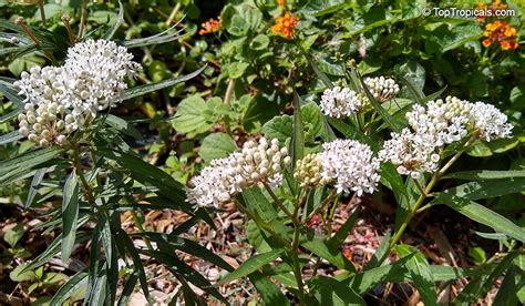 Asclepias Perennis Aquatic Milkweed Top Tropicals Plant Encyclopedia