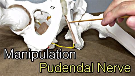 How To Do Neural Manipulation For Pudendal Nerve English Youtube