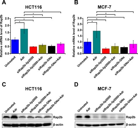 Knockdown of Rap2b in human cancer cells. HCT116 and MCF-7 cells were ... 