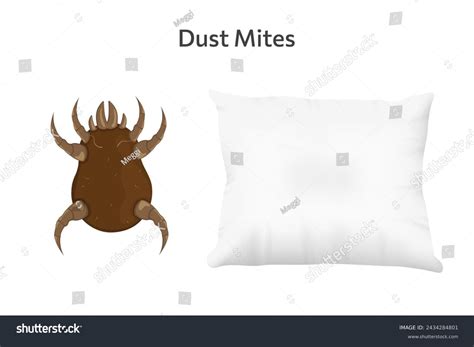 microscopic mites   royalty  licensable stock illustrations