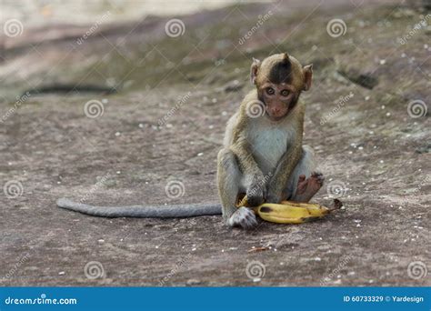 Portrait Of Cute Baby Monkey Eating Banana Stock Image - Image of girl ...