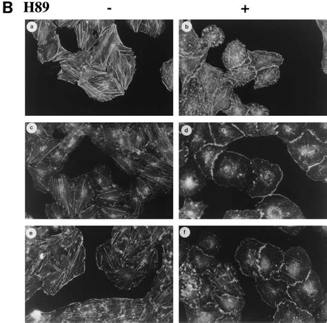 CAMP Effects On Akt And Membrane Ruffling Are PKA Independent A