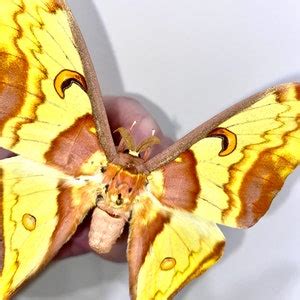 Insect Butterfly Moth Saturniidae Actias Maenas Malaysian Moon Mothmale