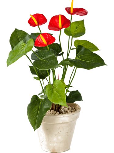 Anthurium Anturium Sztuczna Ro Lina Sklep Z Ro Linami Cocaflora