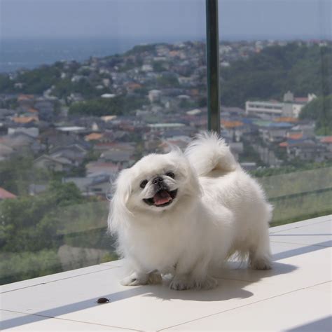 Happy Adorable Pekingese Unusual Dog Breeds Happy Animals Cute