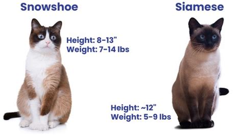 Snowshoe vs Siamese Cat: A Breed Comparison