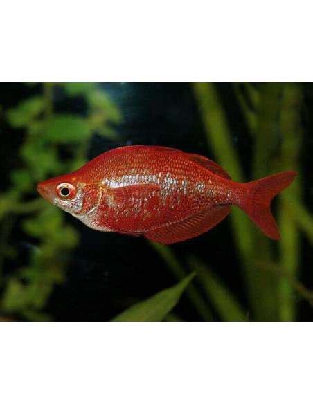 Red Rainbowfish Glossolepis Incisus