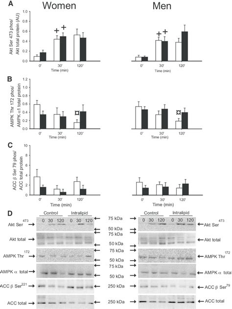 Akt Ser Phosphorylation Akt Total Protein Expression Ampk Thr