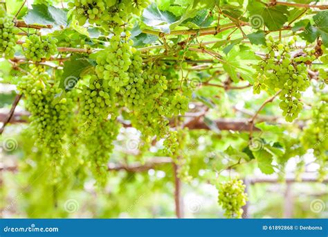 Grape Tree In The Garden Stock Photo Image Of Summer 61892868