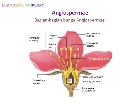 Tumbuhan Berbiji Spermatophyta Ciriciri Memiliki Organ Biji Untuk