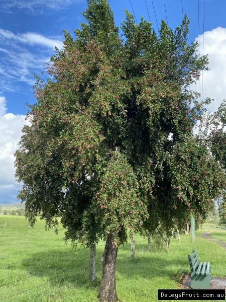 Syzygium Australe Brush Cherry Tree