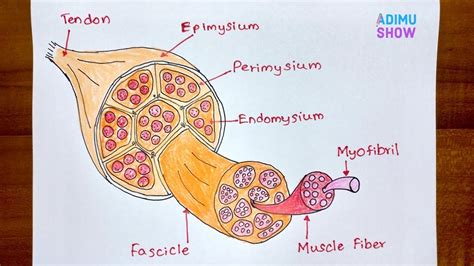 How To Draw Structure Of Skeletal Muscle Youtube In Biology