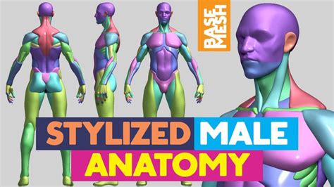 Artstation Stylized Male Anatomy Base Mesh Resources The Professional