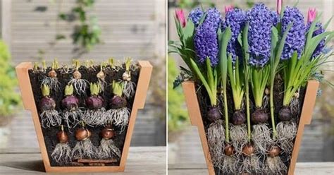 Ты можеш лучше: Букет первоцветов в одном горшке